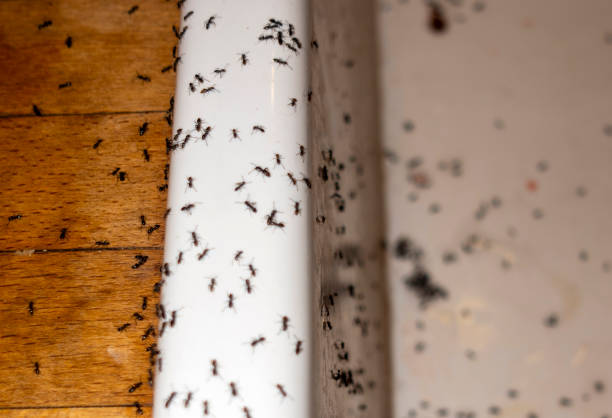 Best Emergency Pest Control  in Grass Lake, MI